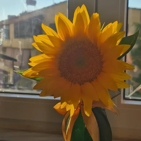 Διαμέρισμα Sunflower Cozy Near Bllok Area Τίρανα